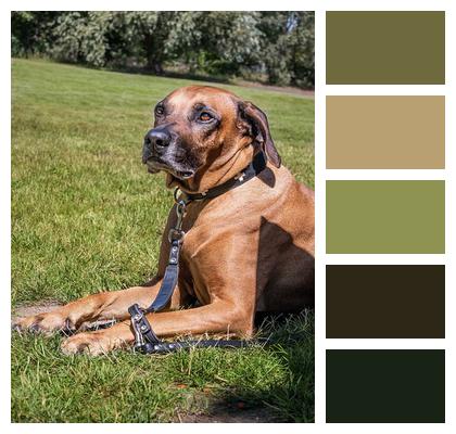 Outdoors Purebred Dog Rhodesian Ridgeback Image